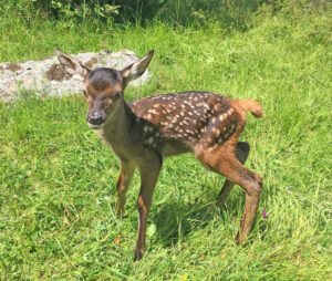 Faon- randonnée observation d'animaux à Font-Romeu