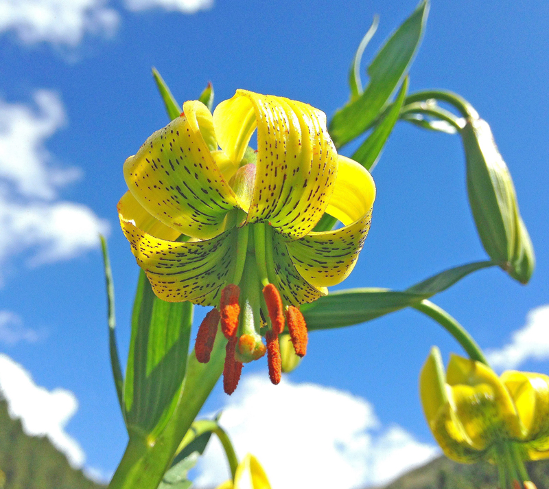 Lys des Pyrénées dans la vallée d'Eyne - rando fleurs