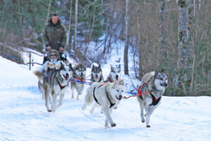 Balade avec chiens de traîneau à Font-Romeu