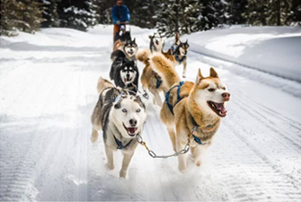 Balade en chiens de traîneau à Font-Romeu